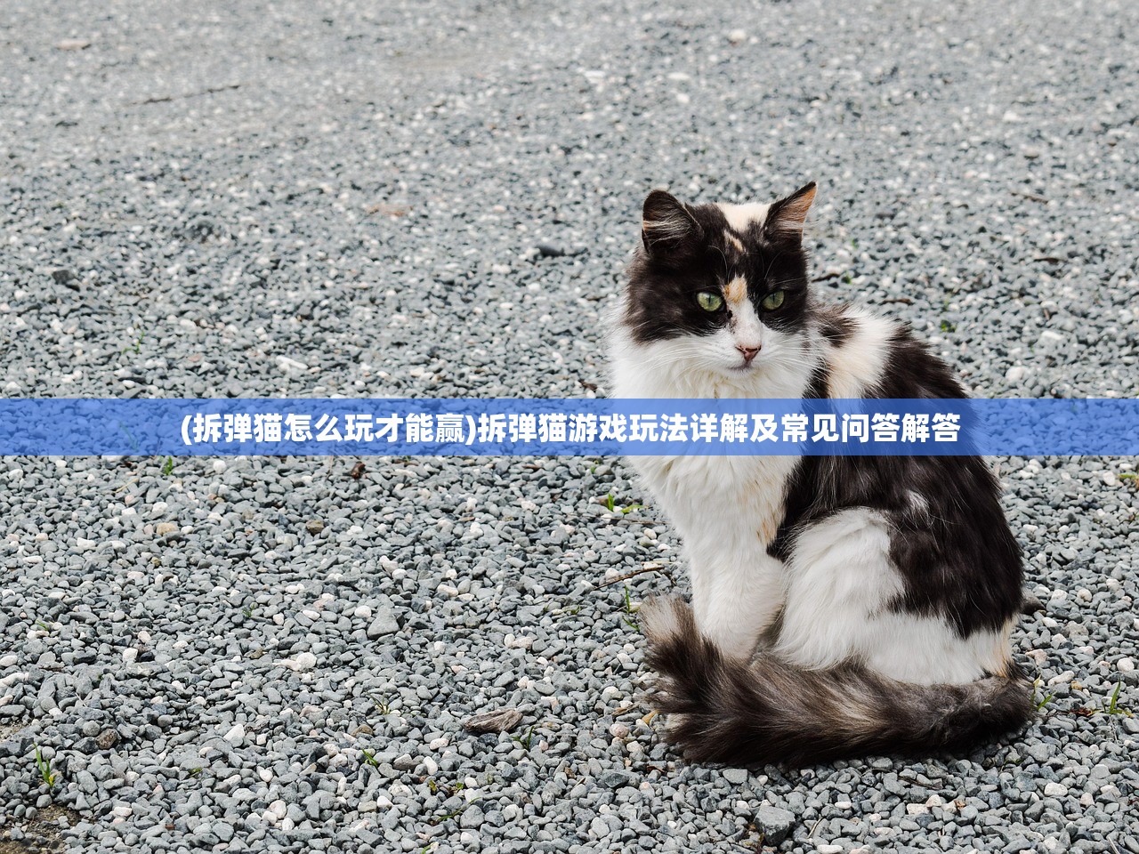 (拆弹猫怎么玩才能赢)拆弹猫游戏玩法详解及常见问答解答