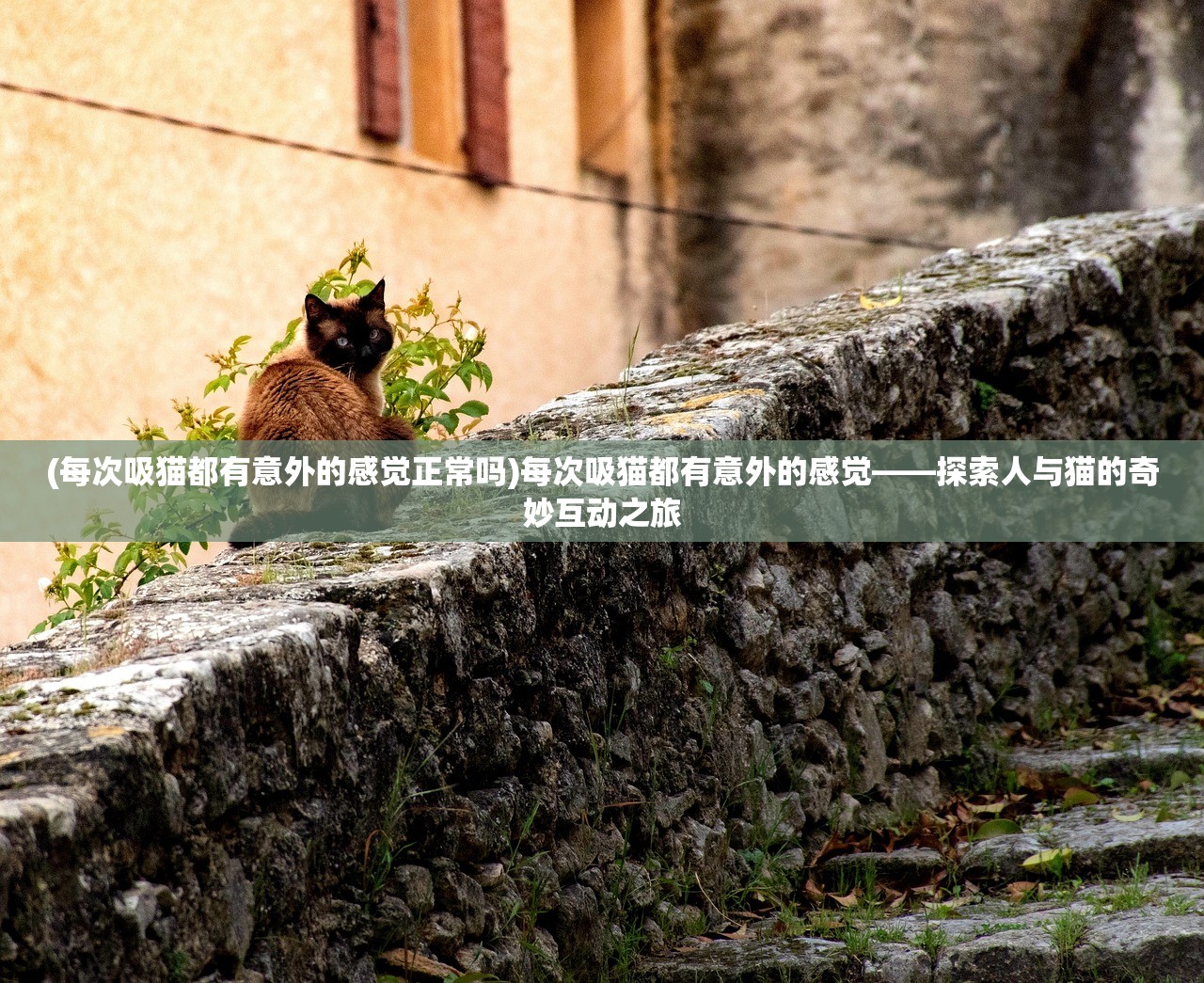 (九畿岐风之旅公测了吗)九畿岐风之旅公测盛大开启，探索未知世界的奇幻之旅！