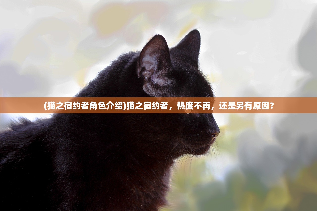 (猫之宿约者角色介绍)猫之宿约者，热度不再，还是另有原因？