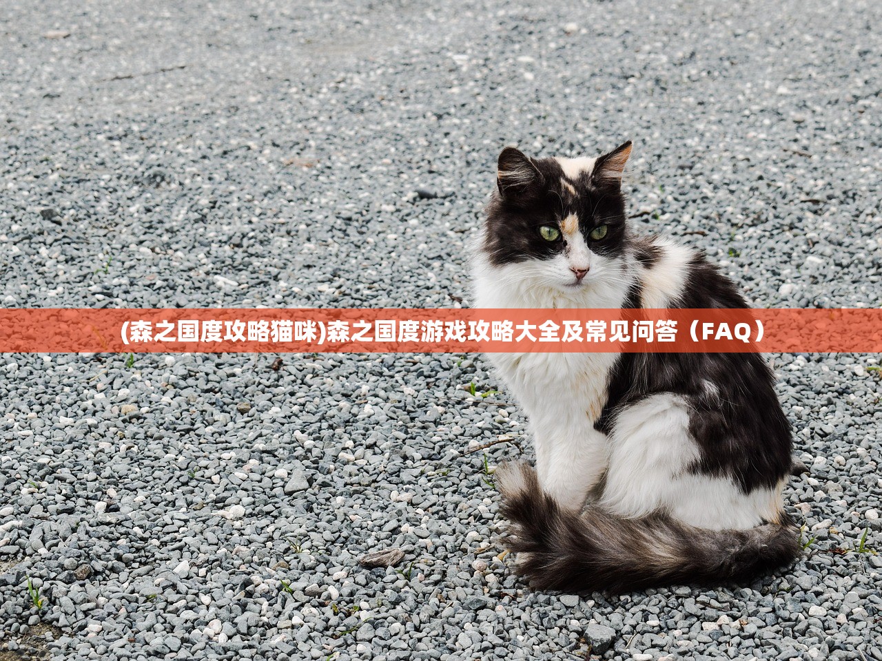 (森之国度攻略猫咪)森之国度游戏攻略大全及常见问答（FAQ）