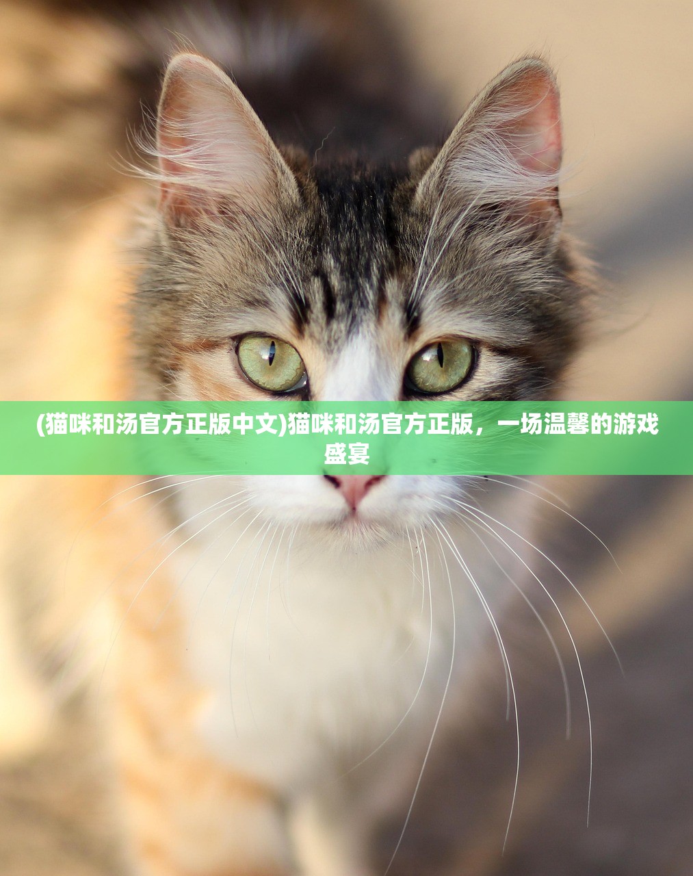 (猫咪和汤官方正版中文)猫咪和汤官方正版，一场温馨的游戏盛宴