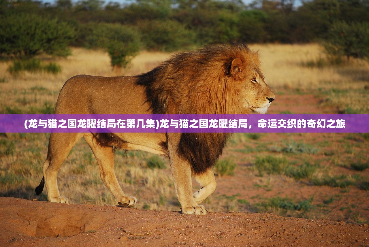 (龙与猫之国龙曜结局在第几集)龙与猫之国龙曜结局,命运交织的奇幻之旅 (龙与猫之国龙曜结局在第几集)龙与猫之国龙曜结局,命运交织的奇幻之旅